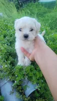 Shofie, a female Maltipoo for sale in Pearland, TX – 4 of 7