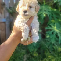 Shasha, a female Poodle - Toy  for sale in Pearland, TX – 7 of 8