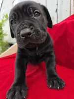 Rocki , a male Cane Corso for sale in Pearland, TX – 2 of 6