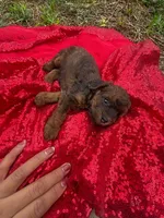 Hershey, a male Maltipoo for sale in Pearland, TX – 6 of 8