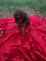 Hershey, a male Maltipoo for sale in Pearland, TX – 4 of 8