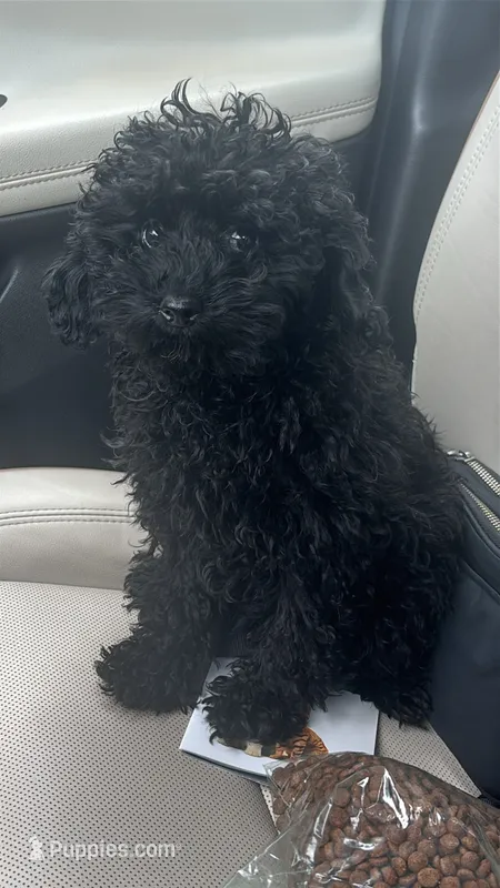 Willy – Poodle - Toy  puppy for sale in Pearland, TX
