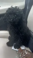 Willy, a male Poodle - Toy  for sale in Pearland, TX – 1 of 3