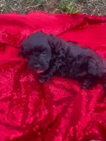 Cookie , a female Maltipoo for sale in Pearland, TX – 6 of 7