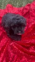Cooper , a male Shihpoo for sale in Pearland, TX – 7 of 9