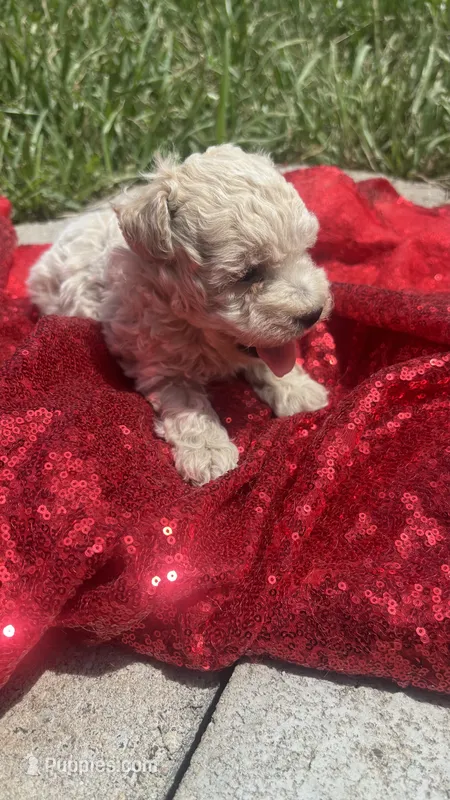 Leo – Maltipoo puppy for sale in Pearland, TX
