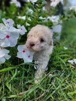 Snow, a male Poodle - Toy  for sale in Pearland, TX – 6 of 10