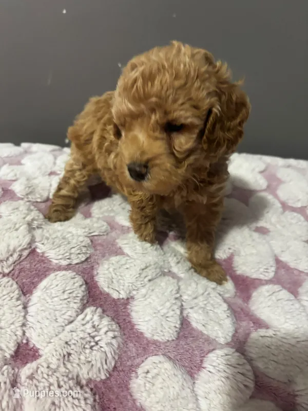 Teddy  – Maltipoo puppy for sale in Pearland, TX