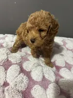 Teddy , a male Maltipoo for sale in Pearland, TX – 1 of 3
