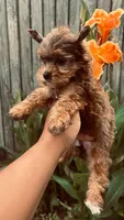 Sasha , a female Yorkshire Terrier for sale in Pearland, TX – 2 of 9