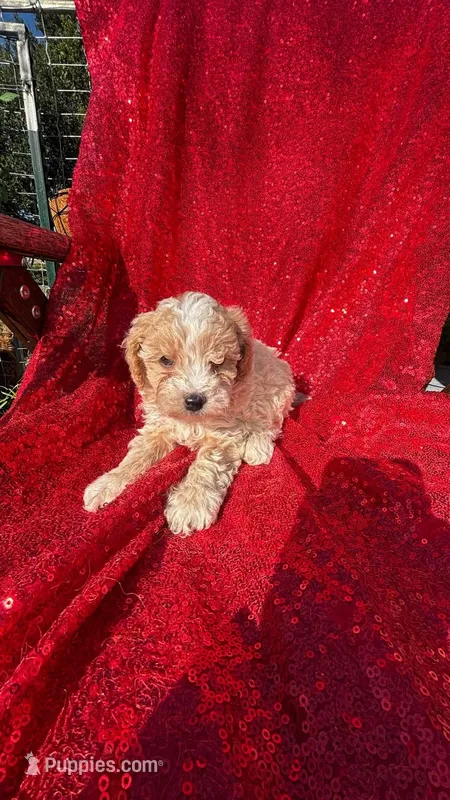 Rick, a male Poodle - Toy  for sale in Pearland, TX – 1 of 4
