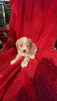 Rick, a male Poodle - Toy  for sale in Pearland, TX – 1 of 4