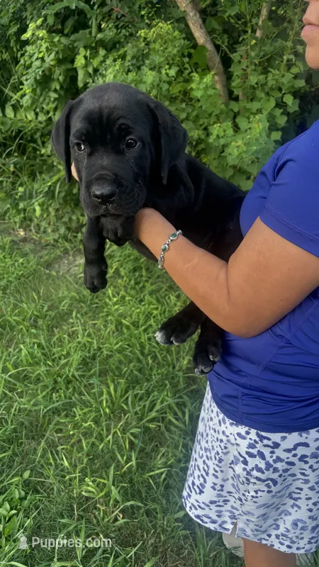 Becky  – Cane Corso puppy for sale in Pearland, TX