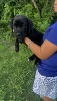 Becky , a female Cane Corso for sale in Pearland, TX – 1 of 3