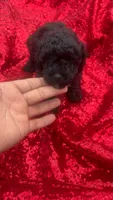 Cooper , a male Shihpoo for sale in Pearland, TX – 8 of 9