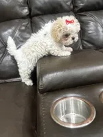 Daisy , a female Shihpoo for sale in Pearland, TX – 4 of 4