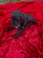Cookie , a female Maltipoo for sale in Pearland, TX – 5 of 7