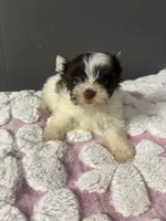 Cookie , a male Yorkshire Terrier for sale in Pearland, TX – 3 of 9