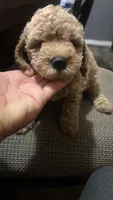 Cooper , a male Maltipoo for sale in Pearland, TX – 6 of 8