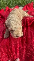 Terry , a male Maltipoo for sale in Pearland, TX – 5 of 5