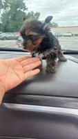 James , a male Yorkshire Terrier for sale in Pearland, TX – 9 of 9