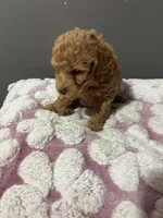 Teddy , a male Maltipoo for sale in Pearland, TX – 3 of 3