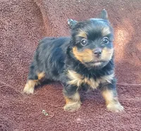 Oliver , a male Yorkshire Terrier for sale in Pearland, TX – 2 of 5
