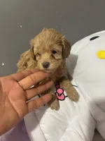Lilac  , a female Maltipoo for sale in Pearland, TX – 3 of 6