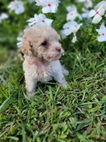 Snow, a male Poodle - Toy  for sale in Pearland, TX – 9 of 10