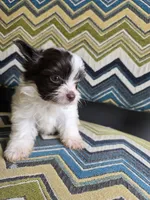 Cookie , a male Yorkshire Terrier for sale in Pearland, TX – 8 of 9