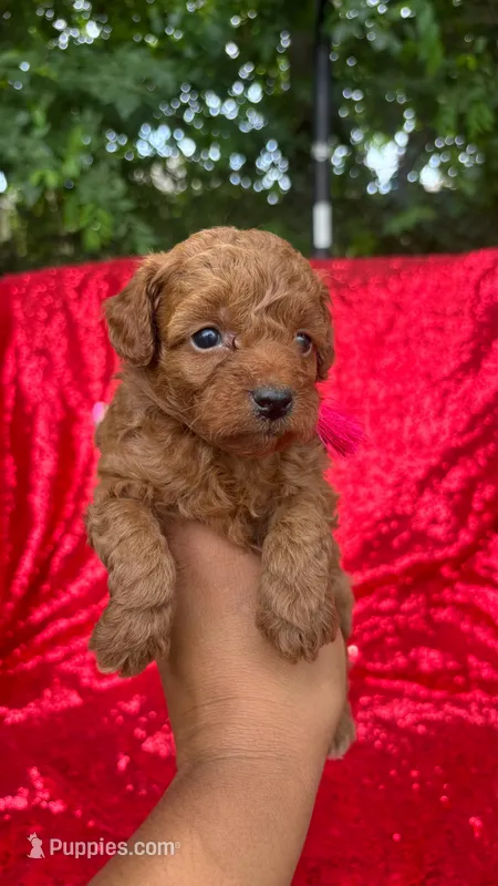 Mocha  – Poodle - Toy  puppy for sale in Pearland, TX