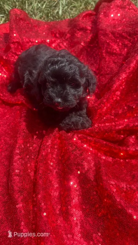 Cooper  – Shihpoo puppy for sale in Pearland, TX