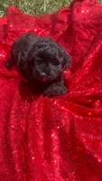 Cooper , a male Shihpoo for sale in Pearland, TX – 1 of 9