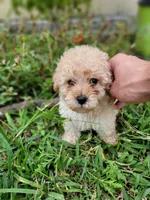 Ruby, a female Maltipoo for sale in Pearland, TX – 4 of 8