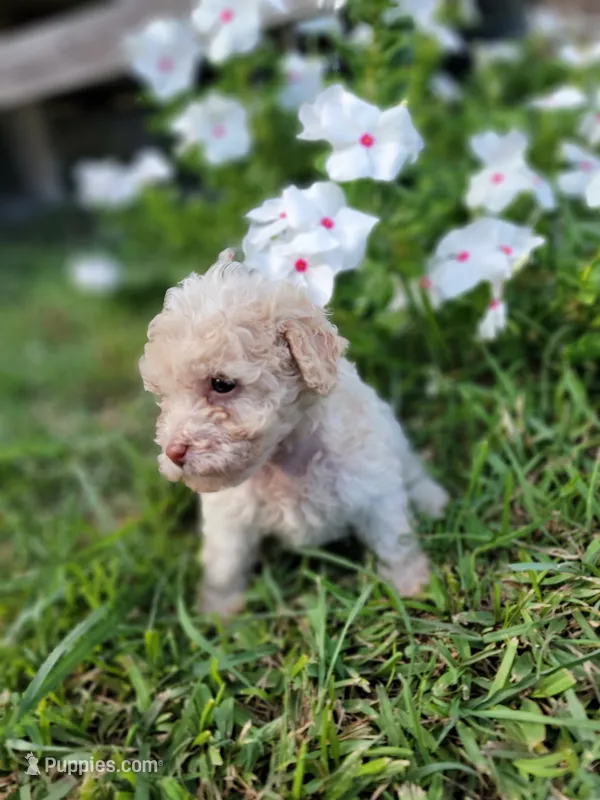 Snow – Poodle - Toy  puppy for sale in Pearland, TX