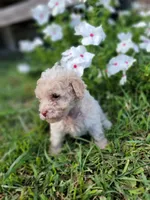 Snow, a male Poodle - Toy  for sale in Pearland, TX – 1 of 10