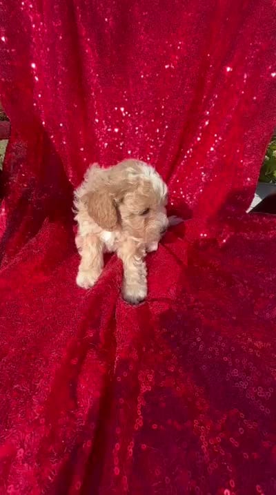 Rick, a male Poodle - Toy  for sale in Pearland, TX – 2 of 4