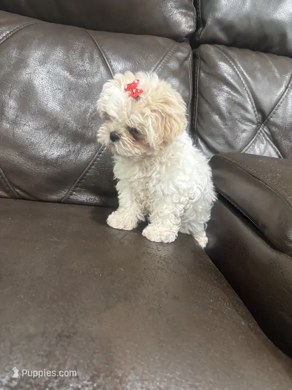 Daisy  – Shihpoo puppy for sale in Pearland, TX