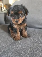 Teddy , a male Yorkshire Terrier for sale in Pearland, TX – Photo 5 of 5