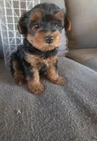 Teddy , a male Yorkshire Terrier for sale in Pearland, TX – Photo 4 of 5