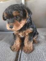 Teddy , a male Yorkshire Terrier for sale in Pearland, TX – Photo 3 of 5