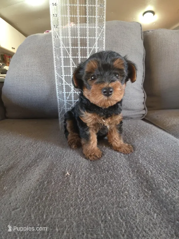 Teddy  – Yorkshire Terrier puppy for sale in Pearland, TX