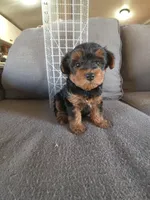 Teddy , a male Yorkshire Terrier for sale in Pearland, TX – Photo 1 of 5
