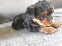 Teddy , a male Yorkshire Terrier for sale in Pearland, TX – Photo 2 of 5