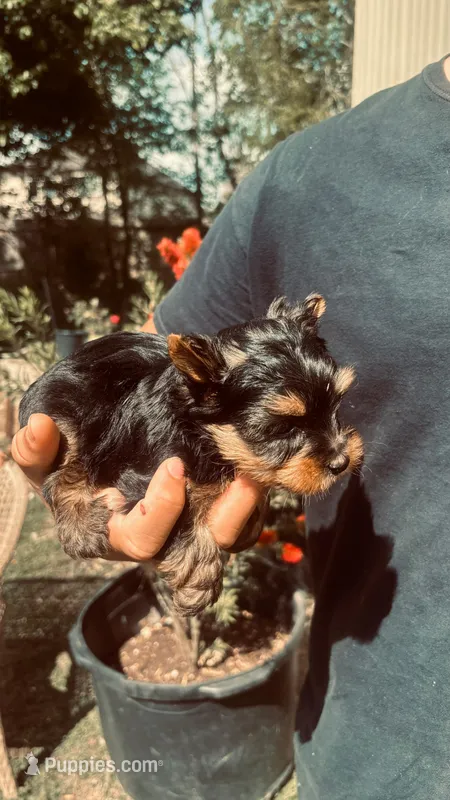 Teddy  – Yorkshire Terrier puppy for sale in Pearland, TX