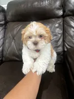 Luka , a male Shihpoo for sale in Pearland, TX – 4 of 4