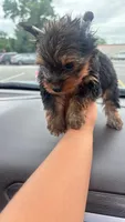 James , a male Yorkshire Terrier for sale in Pearland, TX – 8 of 9