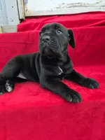 Rocki , a male Cane Corso for sale in Pearland, TX – 5 of 6