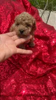 Rachell , a female Poodle - Toy  for sale in Pearland, TX – 4 of 6