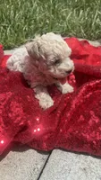 Leo, a male Maltipoo for sale in Pearland, TX – 3 of 6